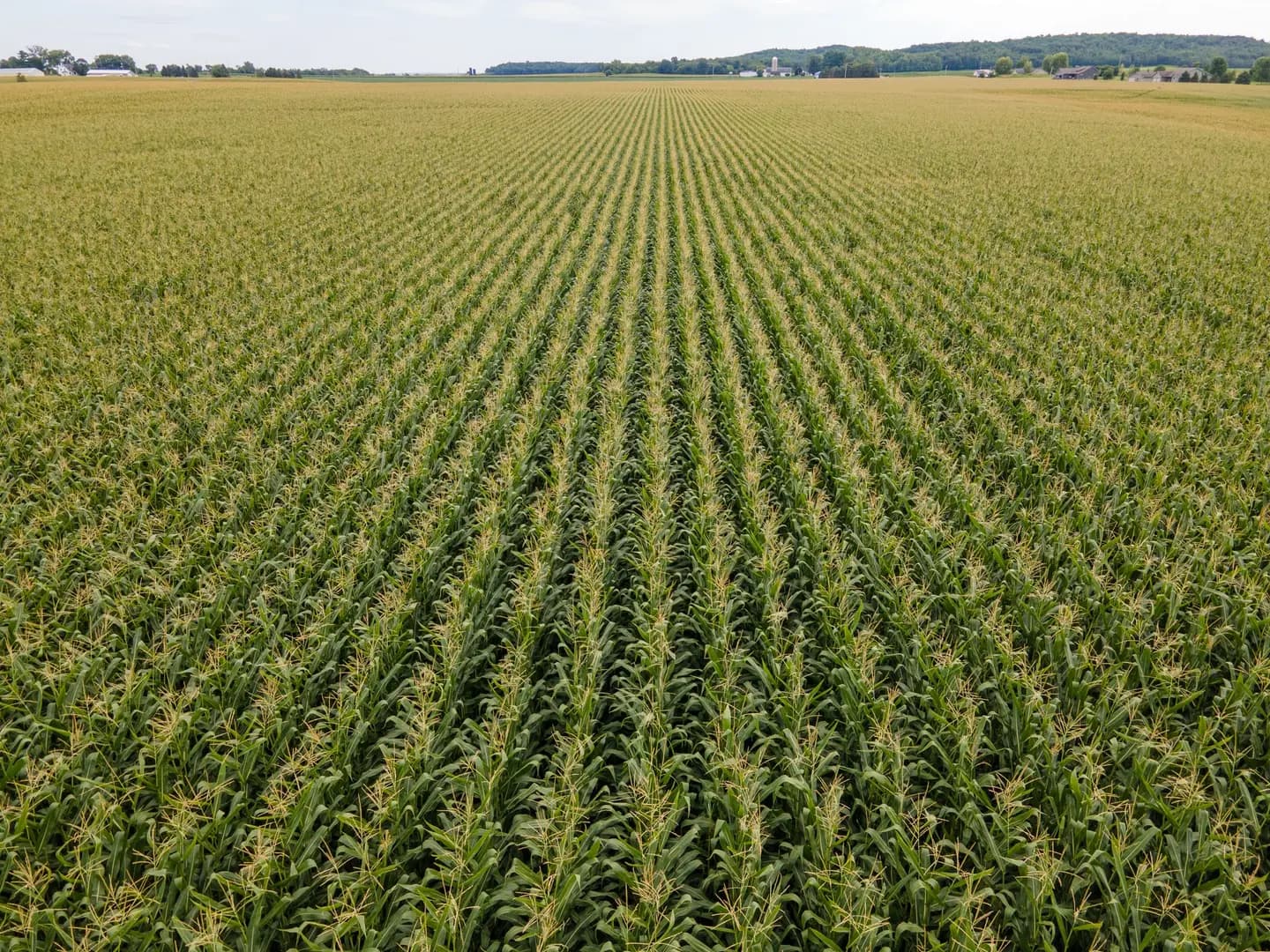 Illustrative scene, not evidence for this record: A cornfield near Menomonie, Wisconsin.