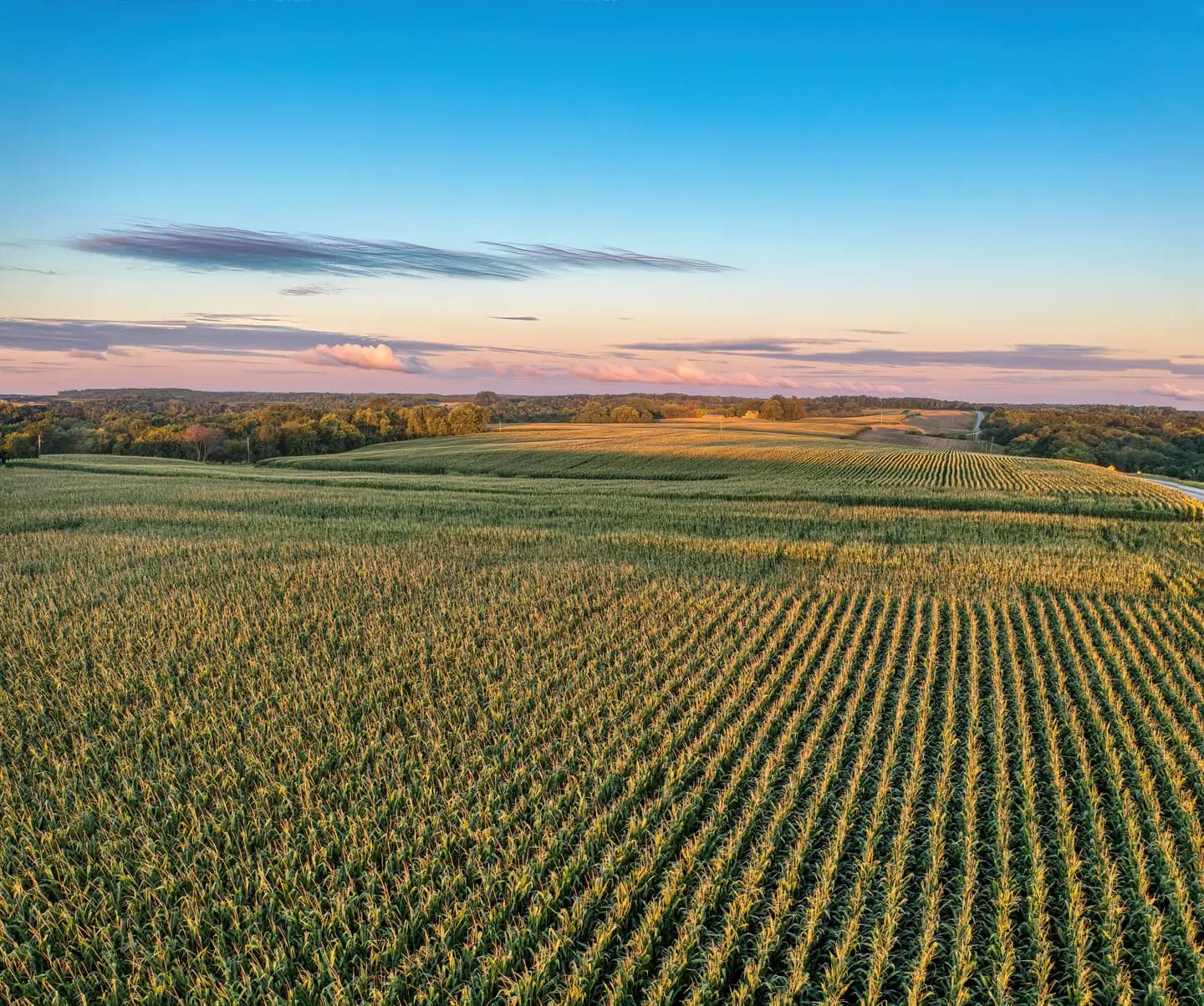 Illustrative scene, not evidence for this record: A cornfield at sunrise near Nelson, Wisconsin.