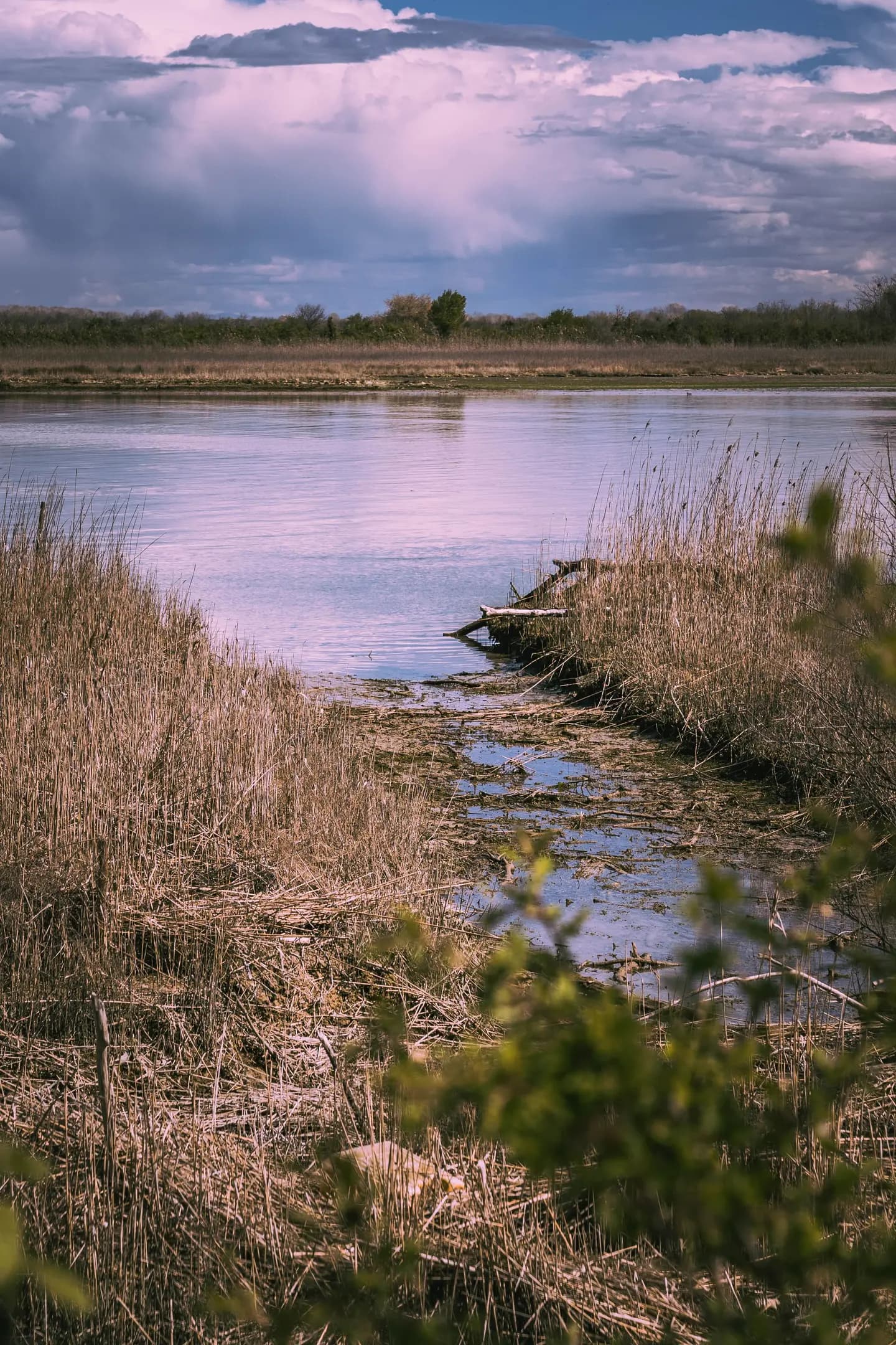 Illustrative scene, not evidence for this record: A wetland with natural vegetation.